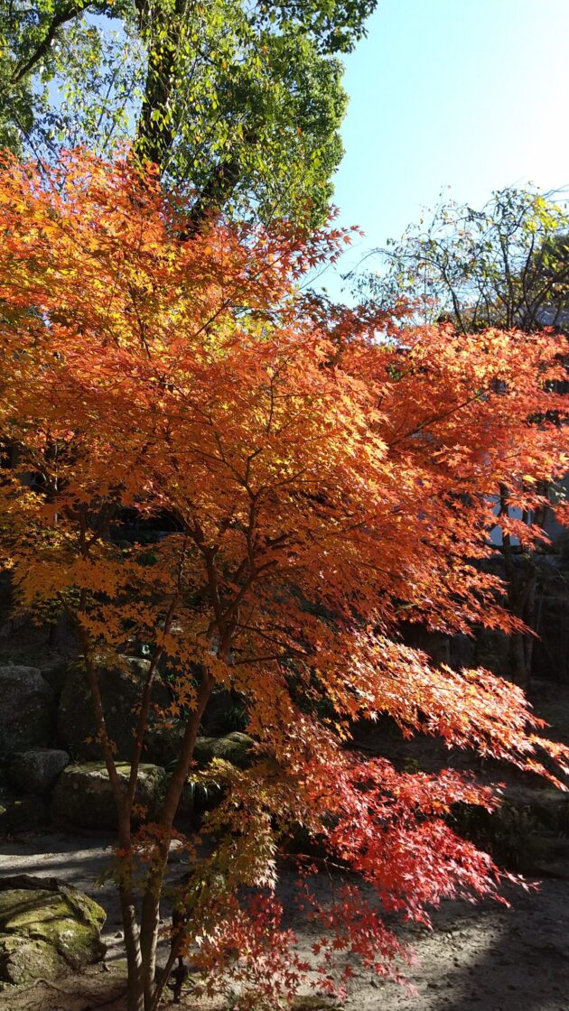 竈門神社紅葉