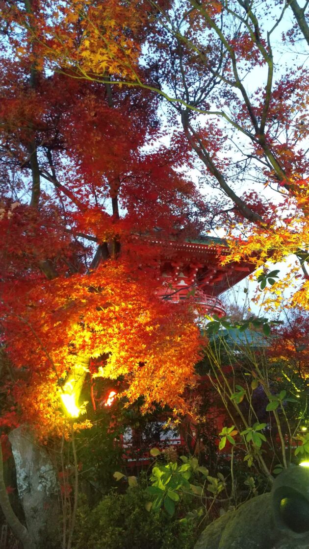 かえる寺　紅葉