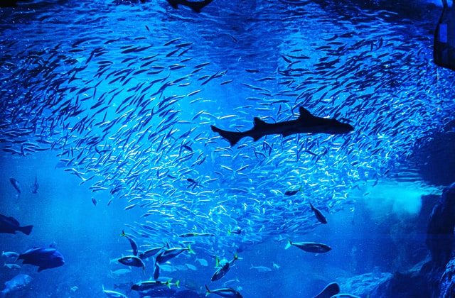 水族館