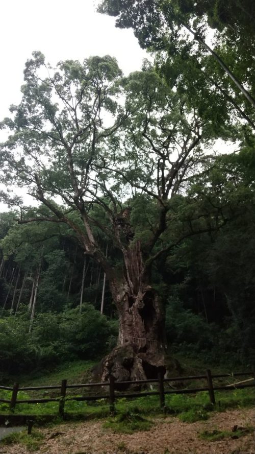 武雄神社　武雄の大楠