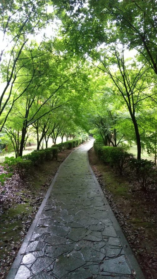 武雄神社　本殿から大楠までの道