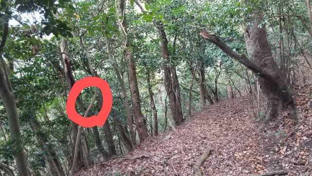 大根地山　険しいルート入口