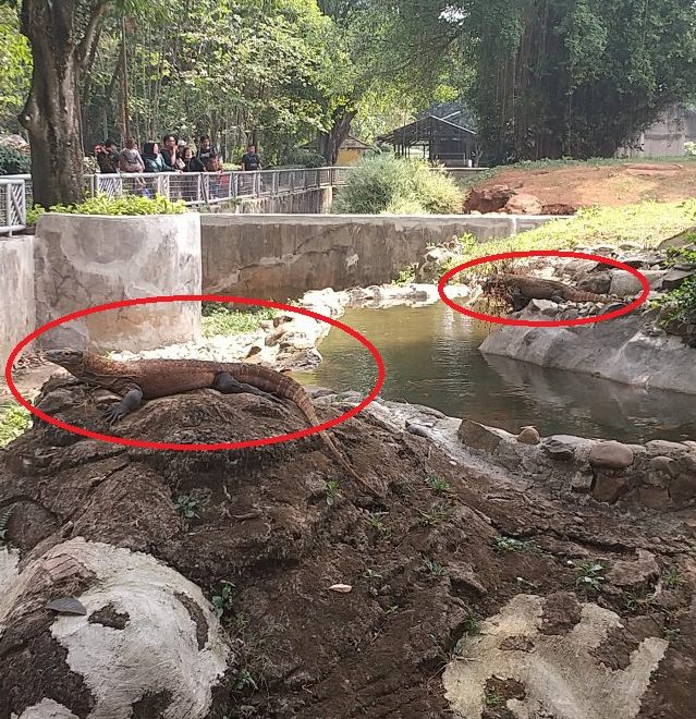 インドネシア ジャカルタ ラグナン動物園 コモドドラゴン