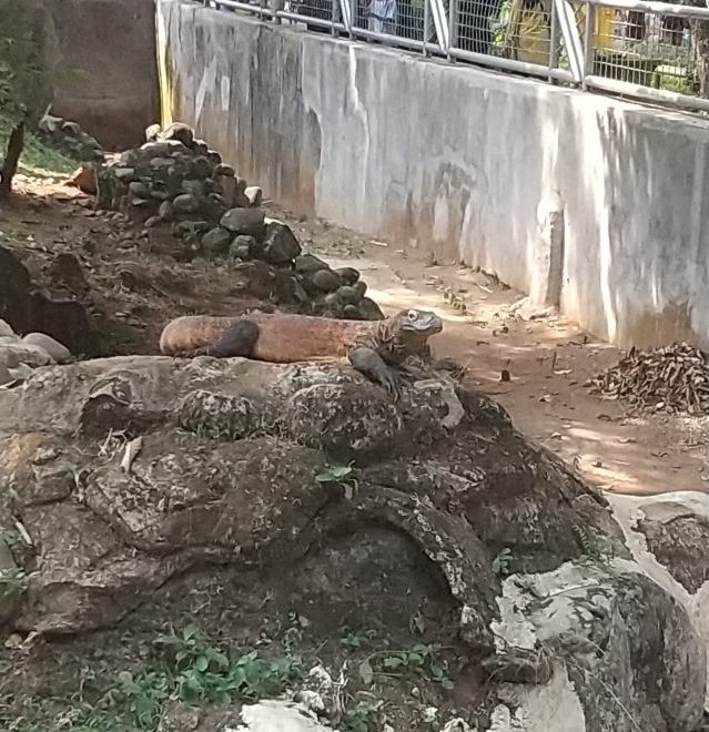 インドネシア ジャカルタ ラグナン動物園 コモドドラゴン