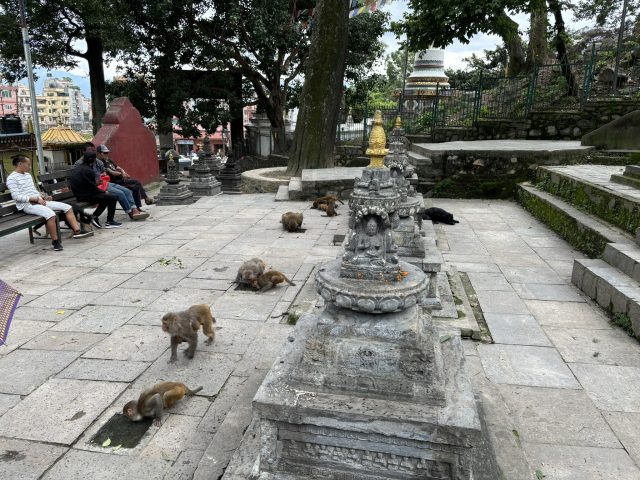 水分補給中の猿たち