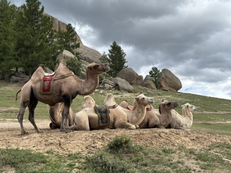 モンゴル定番の観光スポット テレルジ国立公園内にある亀石近くのラクダ